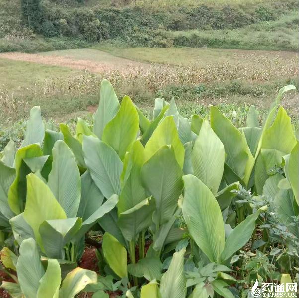 黔西南州义龙新区雨樟土质适合种植莪术,全程种植由公司提供技术,人员