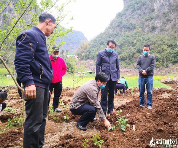 中药材药通网-州委副书记穆嵘坤带队到兴义市,义龙新区,兴仁市,晴隆